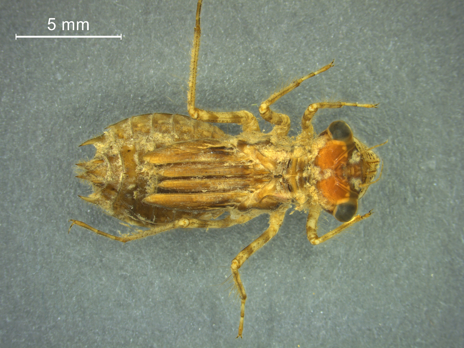 Sympetrum sanguineum